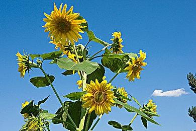  美少女名作《蓝色反射：燦》确定2月21日发售